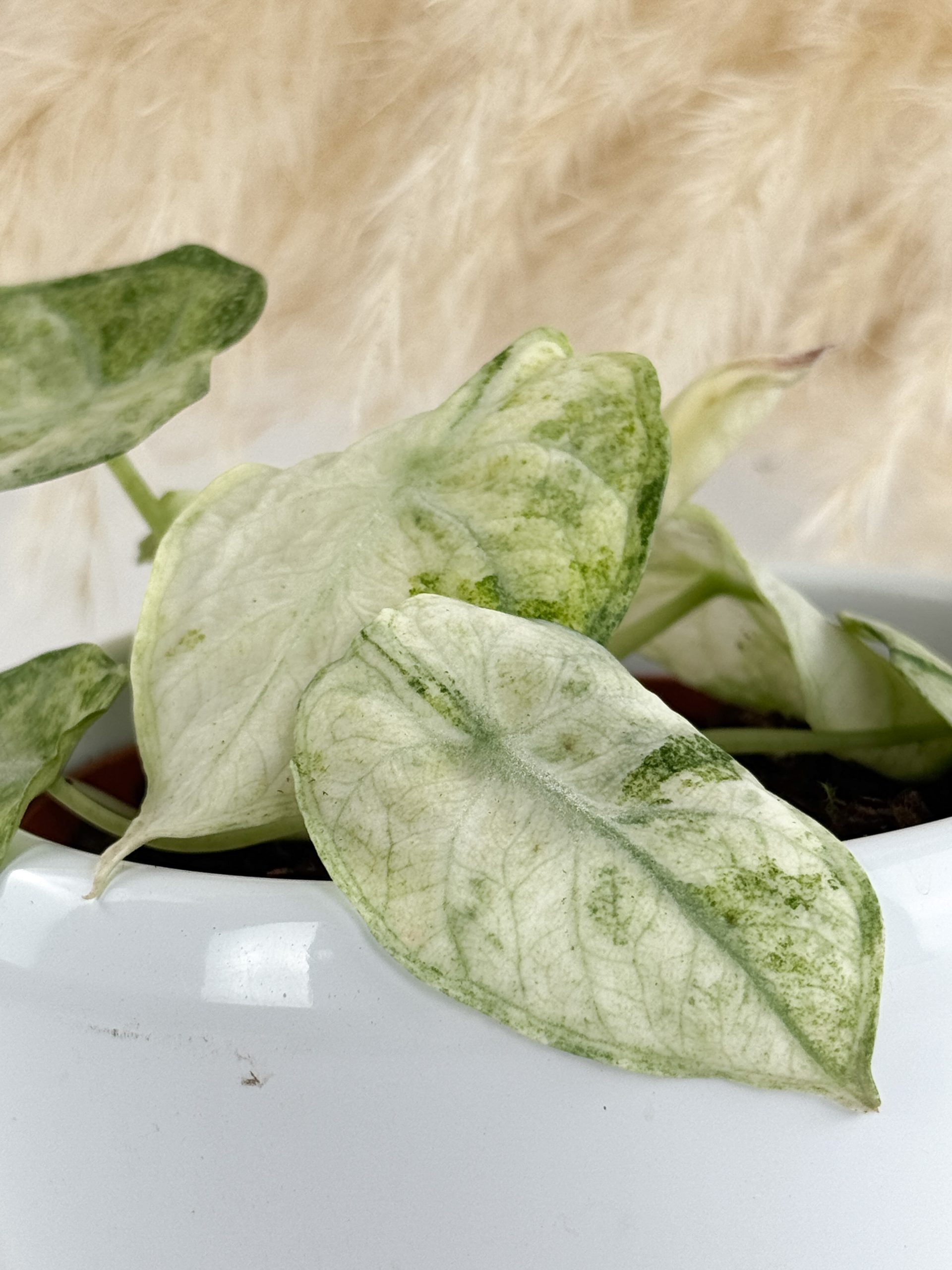 1BBCB7B3-D288-4953-B548-BED95846C753(1) 1BBCB7B3-D288-4953-B548-BED95846C753(1)