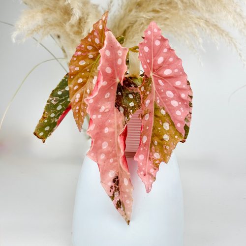 Was tun, wenn eine gekaufte Pflanze ankommt? – Tipps nach dem Pflanzenkauf