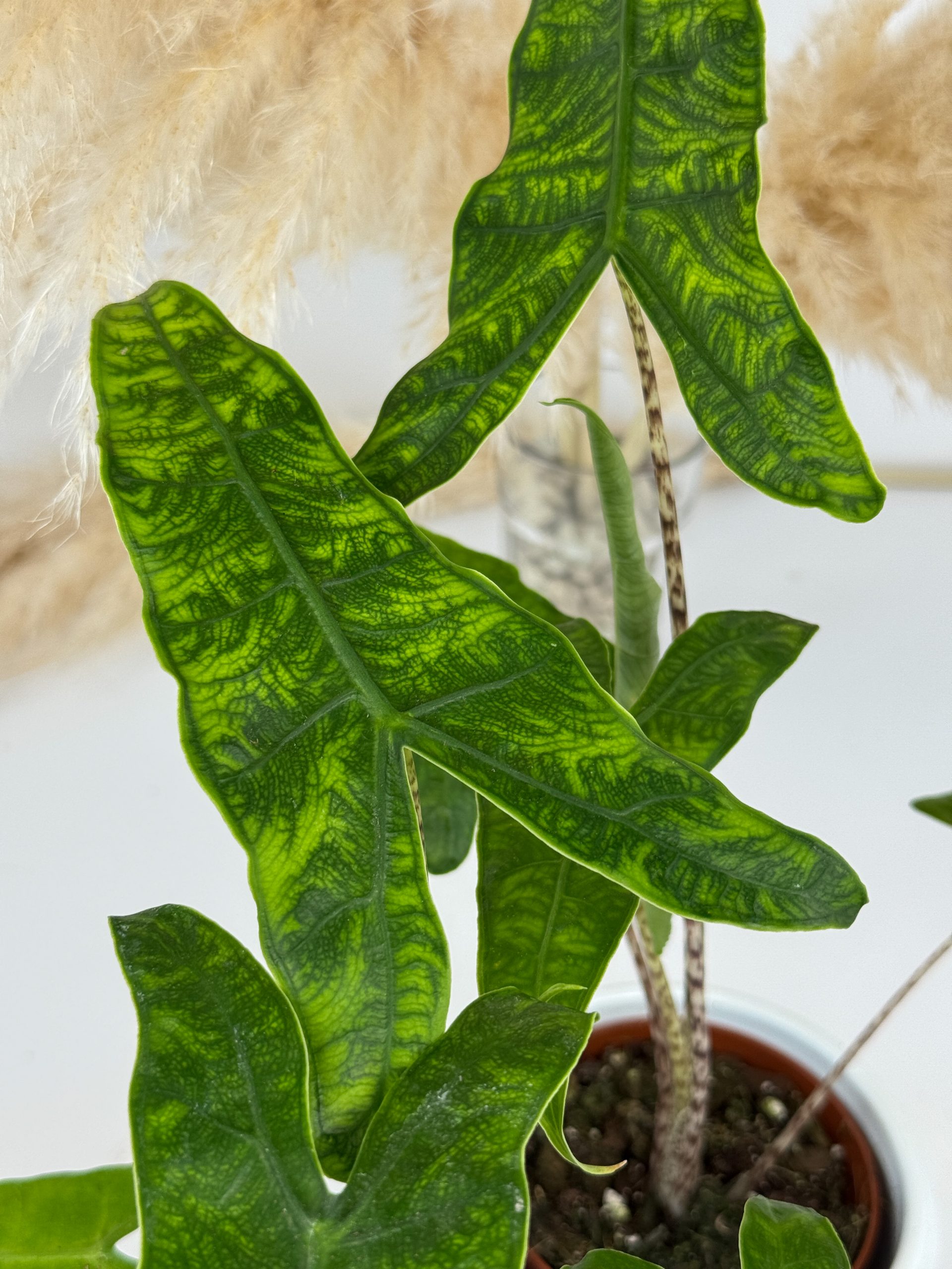 10BBB9B7-7F71-43BF-A058-1881B9787416 10BBB9B7-7F71-43BF-A058-1881B9787416