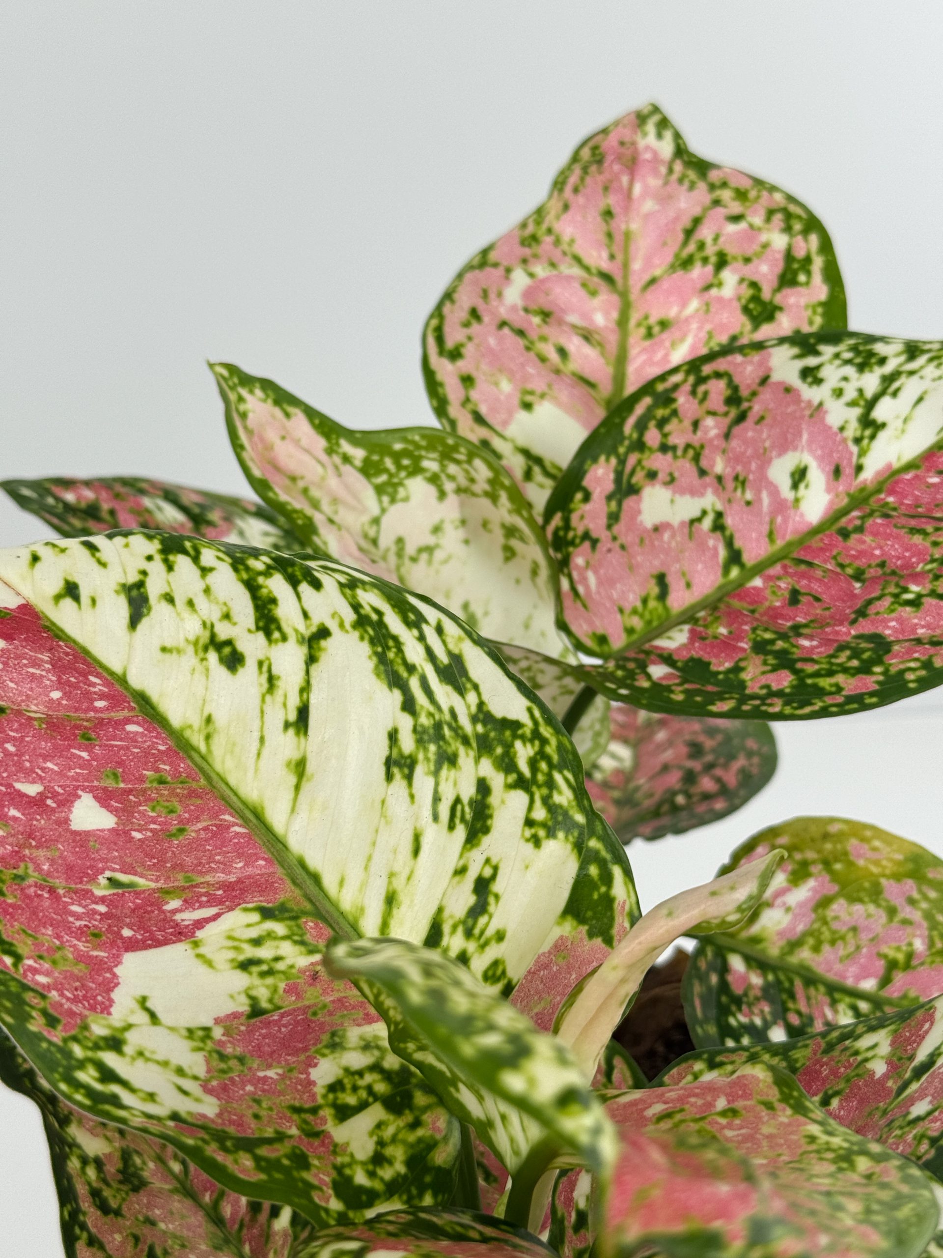 445A69FC-F0D4-491A-8DC4-AE184EA54BAA 445A69FC-F0D4-491A-8DC4-AE184EA54BAA