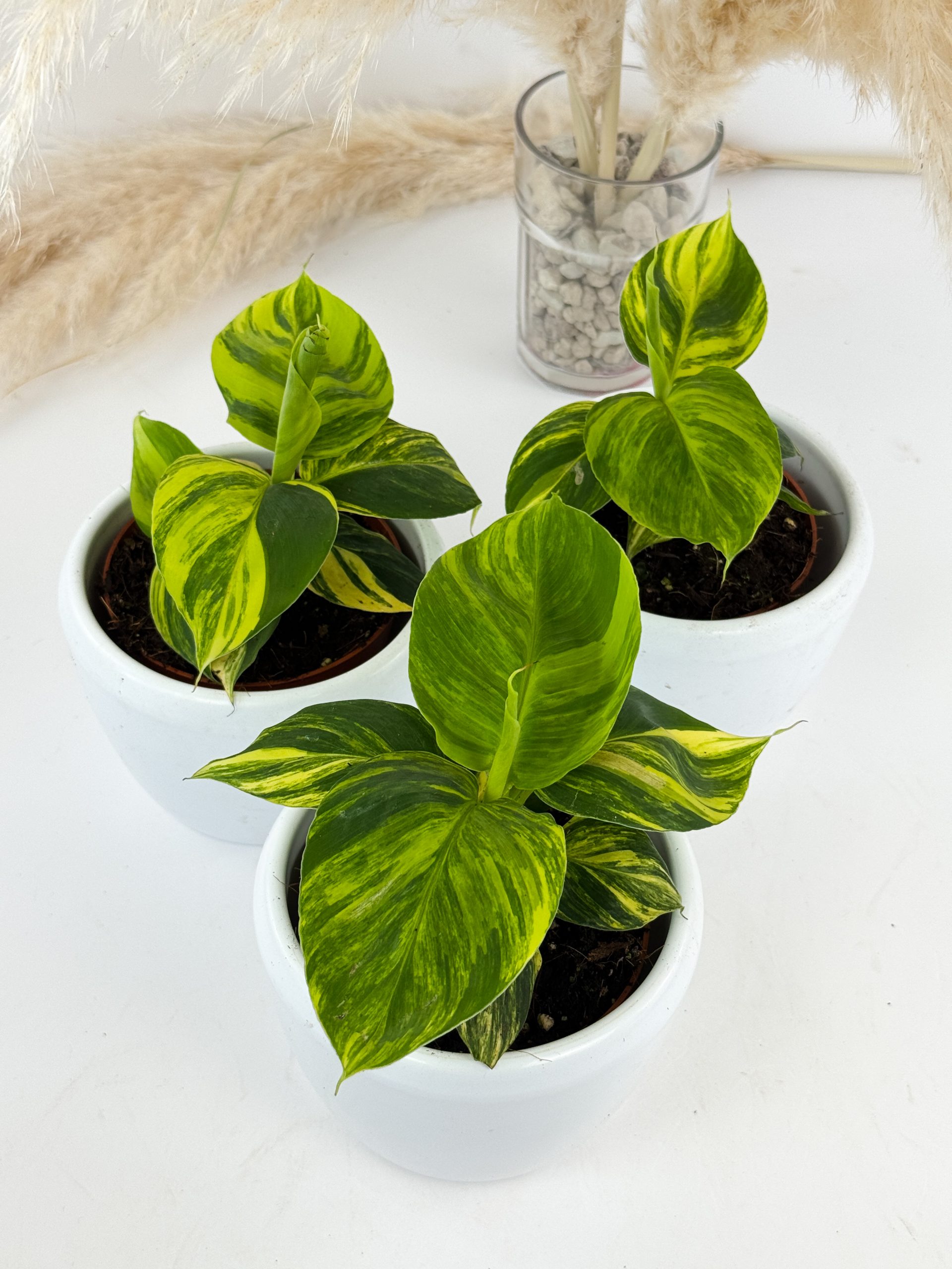 74E696FA-5DDC-4213-9982-4EF793C36667 74E696FA-5DDC-4213-9982-4EF793C36667