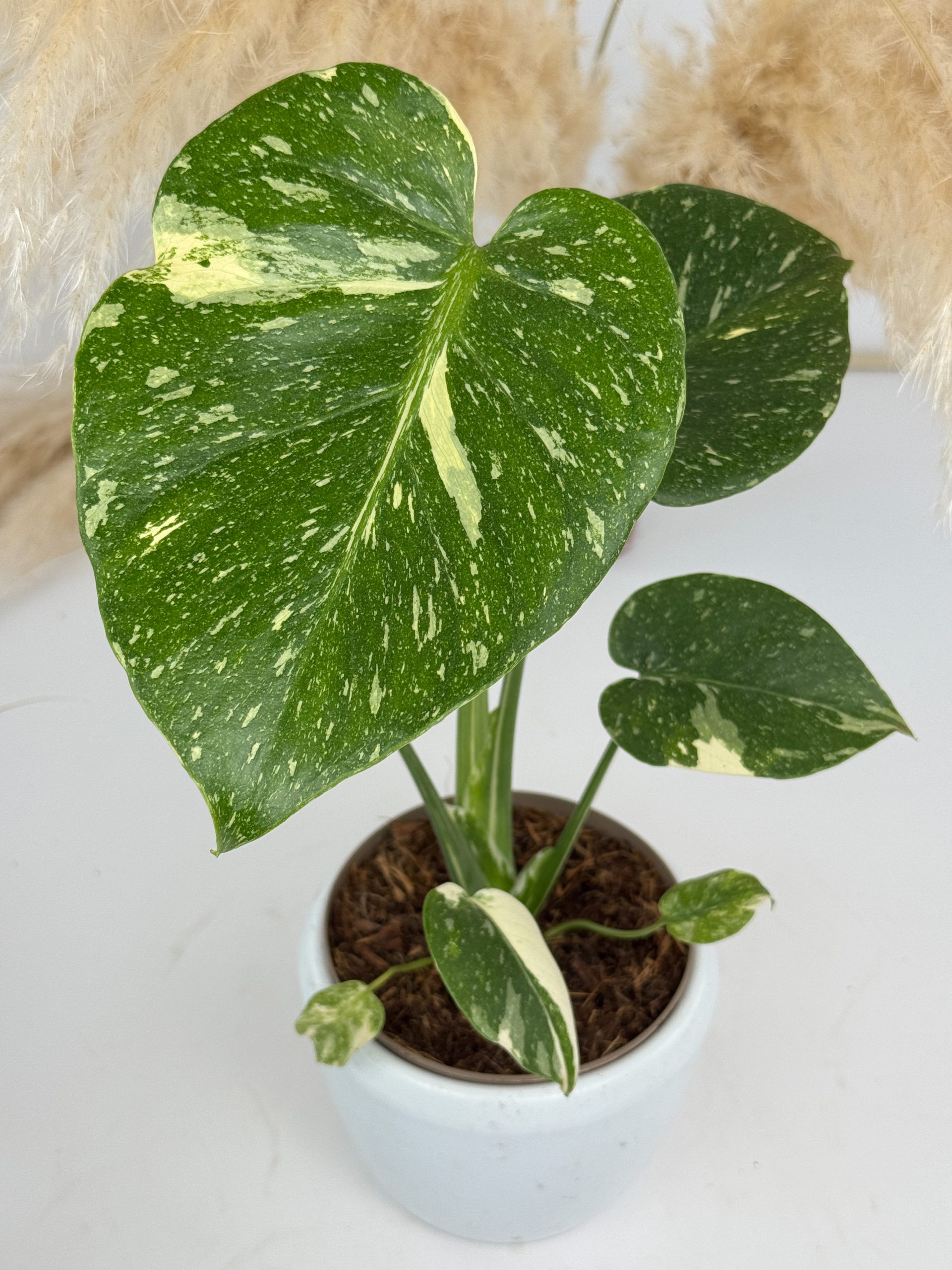 800B90EB-32CD-4D7A-9B61-929986ED8435 800B90EB-32CD-4D7A-9B61-929986ED8435