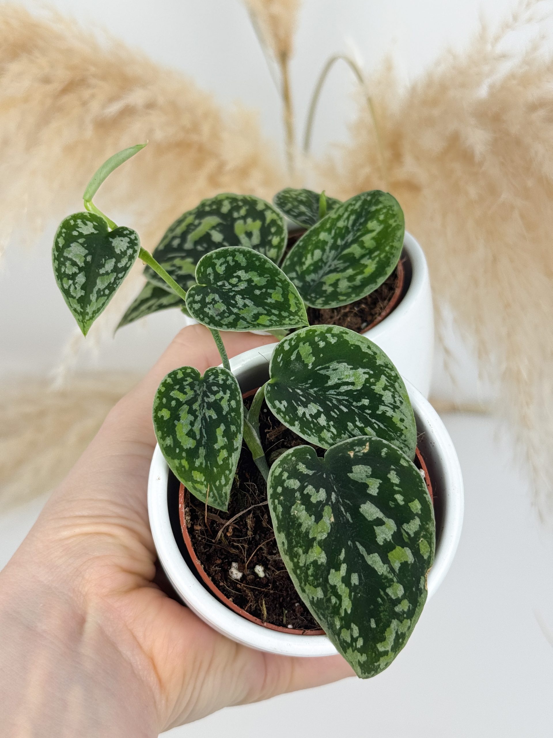 BC11DB4E-9B57-4C24-AEB7-F8FBF11C4D5C BC11DB4E-9B57-4C24-AEB7-F8FBF11C4D5C