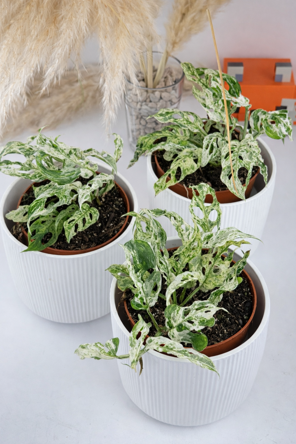 E548BEF9-716F-41CF-AE28-687A9A7BD548 E548BEF9-716F-41CF-AE28-687A9A7BD548