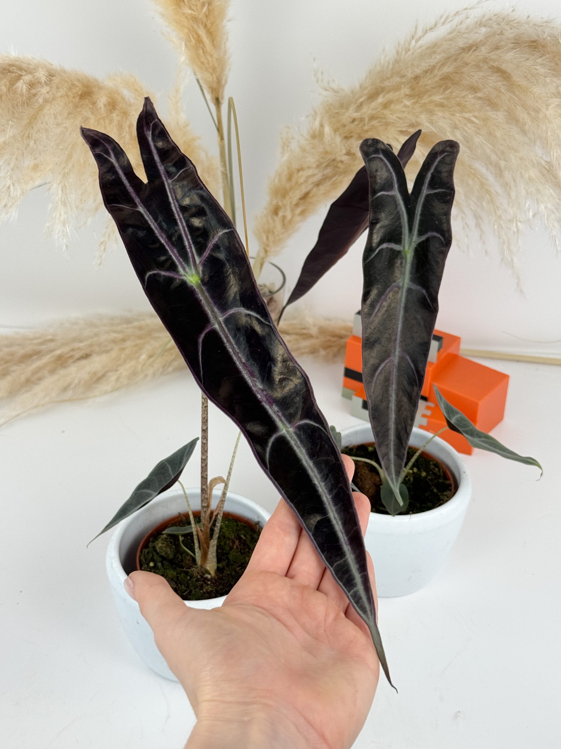 F3BFCEC8-CEA5-4C18-8764-86E89BF71ABC F3BFCEC8-CEA5-4C18-8764-86E89BF71ABC