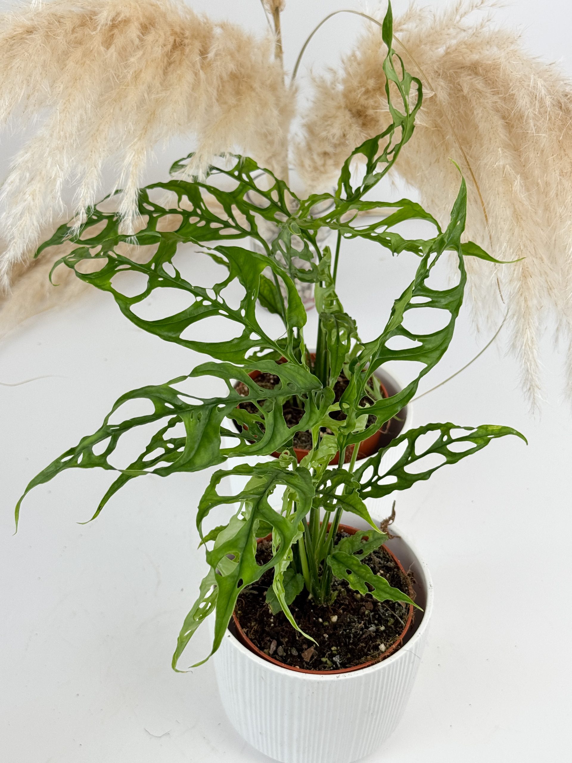 FF08061B-EB99-43E6-AC4B-0B0A865FFC1F FF08061B-EB99-43E6-AC4B-0B0A865FFC1F